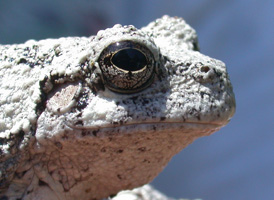 Northern Gray Treefrog